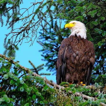 EagleCam nest goes live in Ramsey County with pair of breeding Bald Eagles