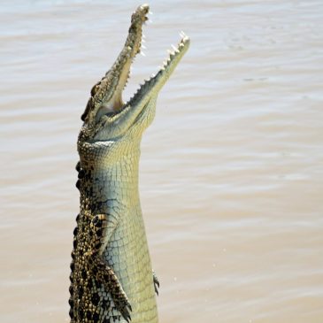 Travel: Darwin, in Australia’s Northern Territory, is a crocodile capital