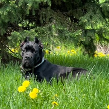 Here are the cats and dogs (and skunk!) we featured in the Morning Report in November