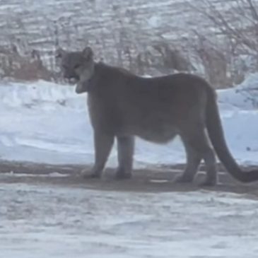 Cougar seen in Duluth believed to have walked from Nebraska