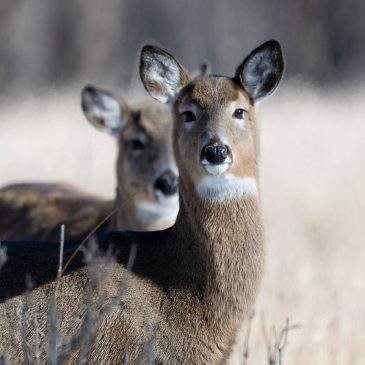 Afton State Park to close next week for deer hunt