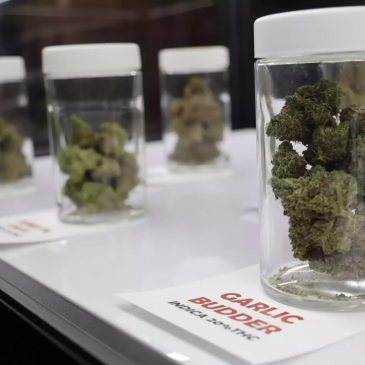 Red Lake Nation to open cannabis dispensary in West St. Paul