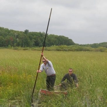 State officials plan more study on sulfate pollution on wild rice