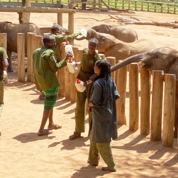 Elephant orphans. Goat’s milk. This safari reveals the impact of wildlife conservation in Kenya