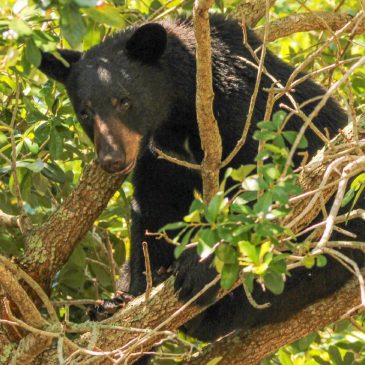Florida’s rare and controversial black bear hunt kills 52