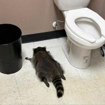 Raccoon goes on drunken rampage in Virginia liquor store and passes out on bathroom floor