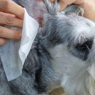 Free pet wellness clinic in St. Paul on Tuesday