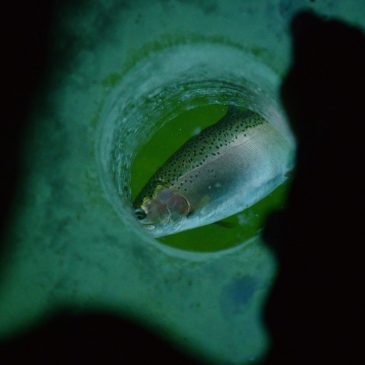 Colorado lake named among best places for ice fishing in US