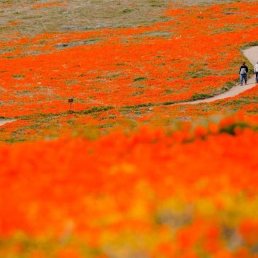 Will unseasonably hot weather dash Southern California’s hopes for a 2026 superbloom?