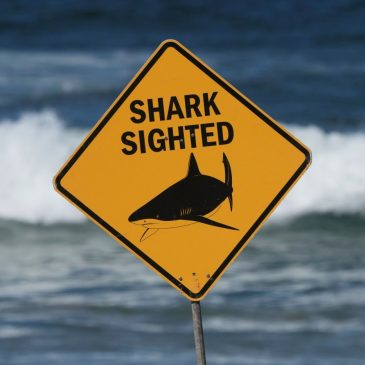 Officials say a shark killed an American woman along a beach in the US Virgin Islands