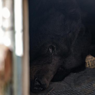 California homeowner rolls out ‘unwelcome’ mat for black bear living under his house