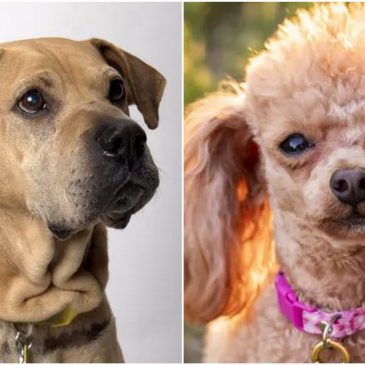 Meet St. Paul Winter Carnival’s 2026 doggie royalty: King Bruno and Queen Pumpkin