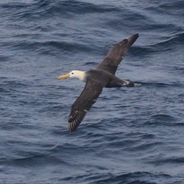 Seagoing albatross makes rare appearance off California coast, startling researchers