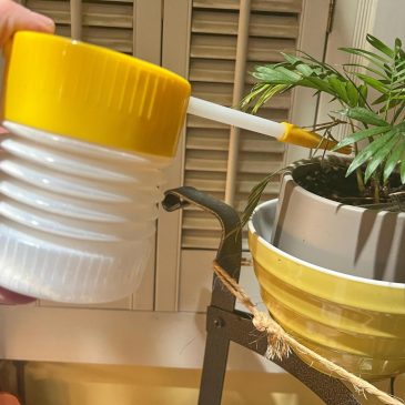 The secret to pest-free houseplants starts at the nursery