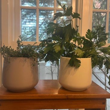 Herbs grown indoors require extra care. Here are some tips