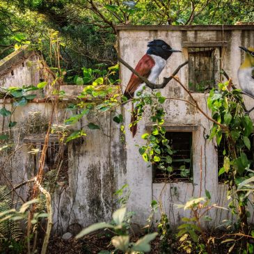 Across the forgotten walls of a Hong Kong island, a flock of bird murals rises