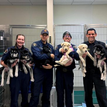 6 puppies treated for a suspected opioid overdose in Washington will find new homes soon