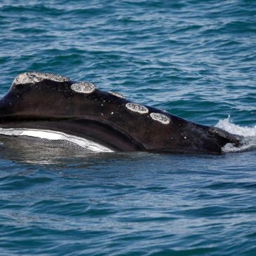 A rare whale is having an encouraging season for births. Scientists warn it might still go extinct