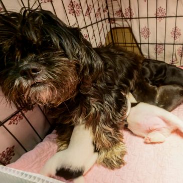 How is Operation Metro Surge impacting pets? Here’s what rescues tell us