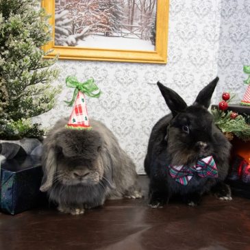 Pets we featured in our newsletter in December