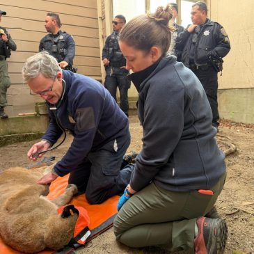 Mountain lion roams posh San Francisco neighborhood before being captured