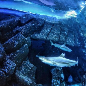 Sharks are famous for fearsome teeth, but ocean acidification could make them weaker