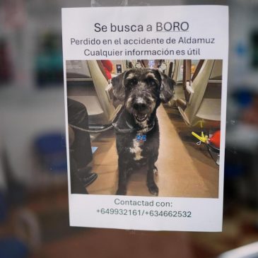 Survivor of Spain’s train crash pleads for help finding her dog Boro, and social media users rally