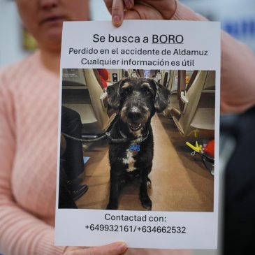 Recovery of missing dog Boro brings hope after Spain’s train crashes