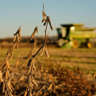 China meets initial soybean purchase goal, but Trump’s shifting trade policy could disrupt deal