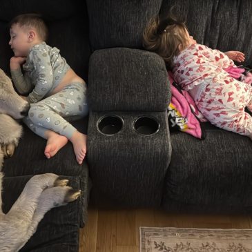 Newborn calf struggling in deep freeze brought indoors to curl up on couch