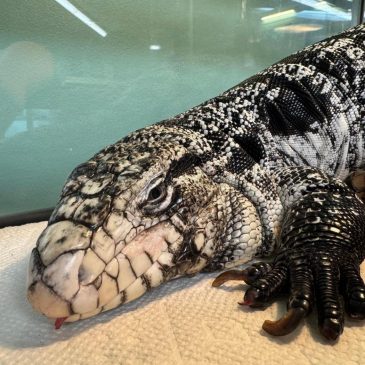 Freezing reptile dubbed ‘Lizard in a blizzard’ is rescued after being buried in Rhode Island snow