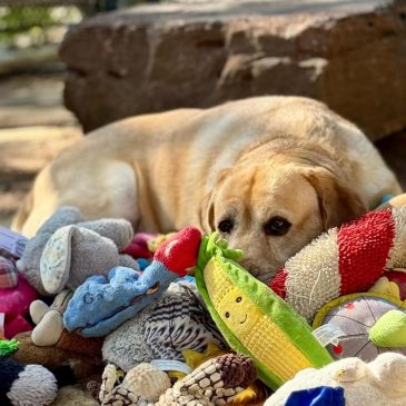 Some gifted dogs can learn new toy names by eavesdropping on owners