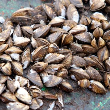 Zebra mussel larvae confirmed in Landfall lake