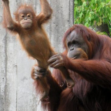Como Zoo says beloved orangutan Jambu has died at 40