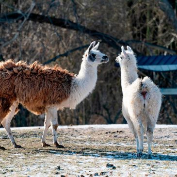 Llamas are big pharma’s secret weapon to find new drugs