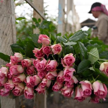 Why Valentine’s roses wilt — and how scientists are trying to stop it