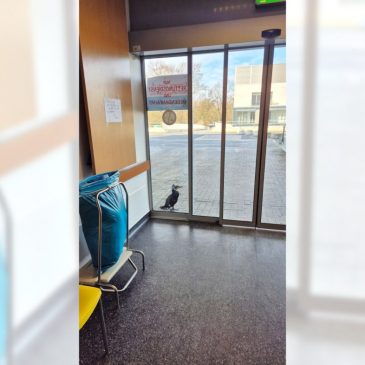 Injured seabird desperately pecks at hospital door for help