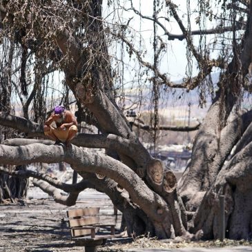 Maui’s famed banyan tree still ‘in the ICU’