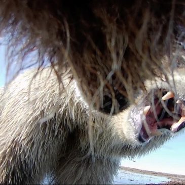Collar cams offer a bear’s eye view into the lives of grizzlies on Alaska’s desolate North Slope
