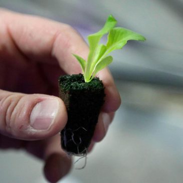 Backyard vegetable gardens are healthy for people and the planet. Here’s how to start yours