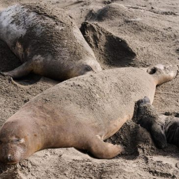 Bird flu outbreak in California elephant seals prompts officials to cancel popular tours