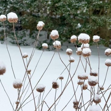 Snow protects your garden beds. Trees might need some help