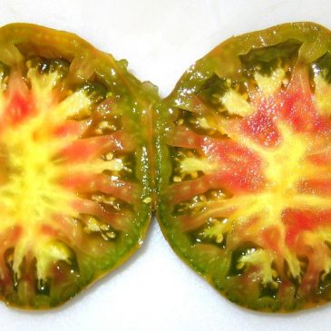 A kaleidoscope of oddball tomatoes to try as seed-starting season nears