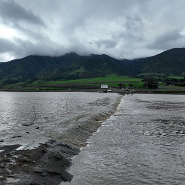 At least 3 people have died from eating Death Cap mushrooms as they spread in California after rains