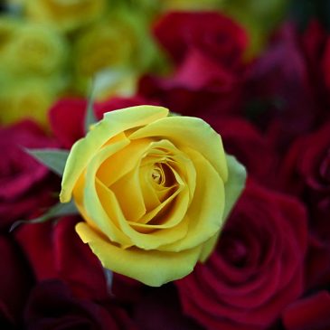 Valentine flower imports increase at Miami airport, despite tariffs and higher costs, officials say