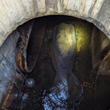 A 410-pound manatee rescued from a Florida storm drain is now recovering at SeaWorld Orlando