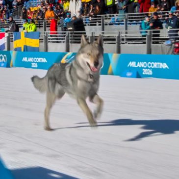 Loose dog makes Olympic cameo on the cross-country ski course at the Milan Cortina Games