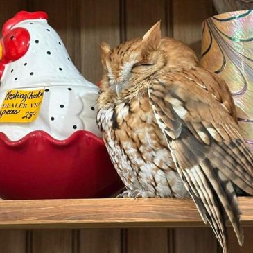 Sleepy owl found resting among items on a New York antique store shelf