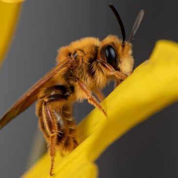 A California photographer is on a quest to photograph hundreds of native bees