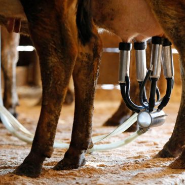 A newborn’s death likely linked to the mom drinking raw milk while pregnant